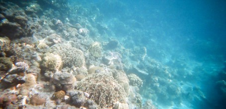 Zamami (Okinawa), Poissons tropicaux et corail 2