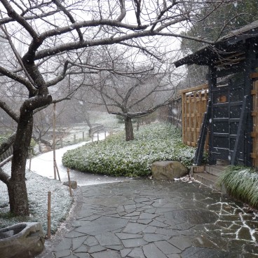 Brooklyn Japanese Garden