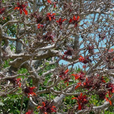 Végétation au château de Shuri (en 2009)