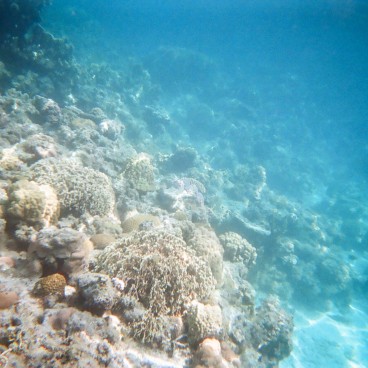 Archipel des Kerama (Okinawa), récif corallien de l'île Zamami