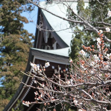Kamakura, toits et pruniers au temple Engaku-ji