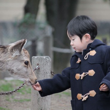 Nara, Enfant et cerf en liberté