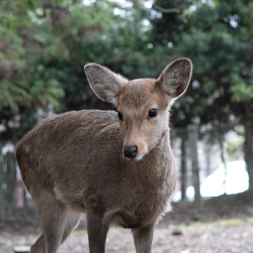 Nara, Cerfs en liberté