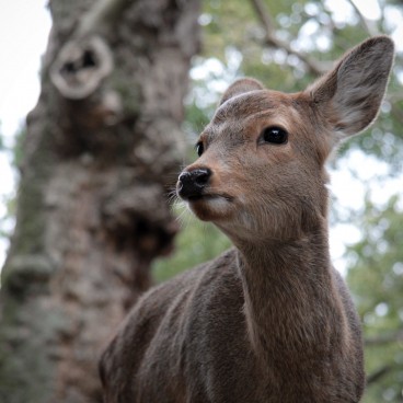 Nara, Cerfs en liberté 3