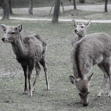 Nara, Cerfs en liberté 2