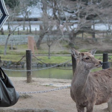 Nara, Une touriste et un cerf