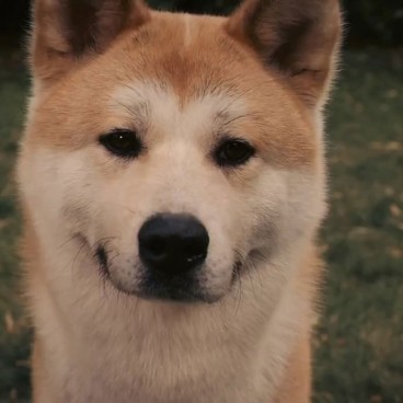 hachiko-chien-akita