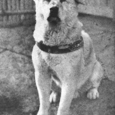 hachiko