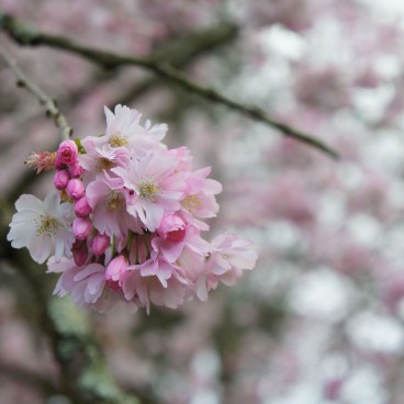 jardin-japonais-nantes-4
