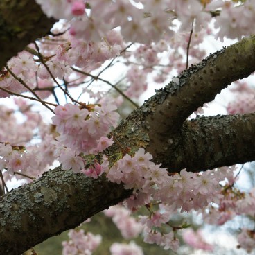 jardin-japonais-nantes-5