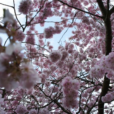 jardin-japonais-nantes-9