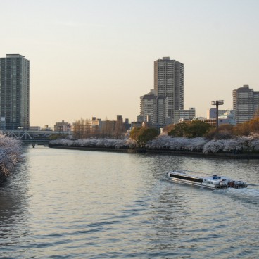 Parc Kema Sakuranomiya (Osaka), cerisiers Somei Yoshino en fleurs au bord de la rivière début avril