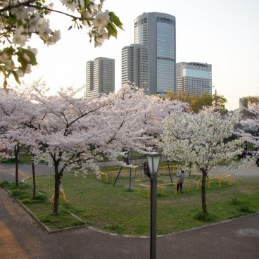 Parc Kema Sakuranomiya (Osaka), cerisiers en fleurs début avril