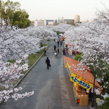 Parc Kema Sakuranomiya (Osaka), cerisiers en fleurs début avril 2