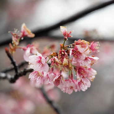 Parc Sumida (Tokyo), fleurs de sakura précoce Kawazu-zakura fin mars sous la pluie