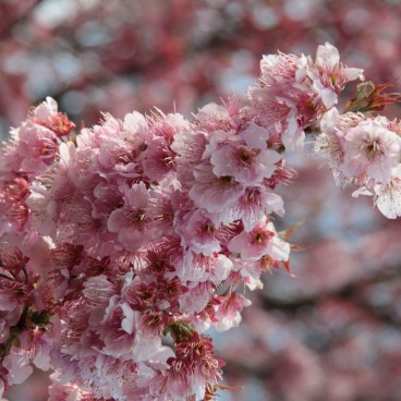 Branche de cerisier japonais précoce Tsubaki kan-zakura en fleurs en mars