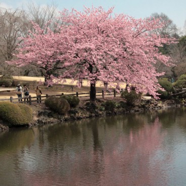 Shinjuku Gyoen (Tokyo), cerisier précoce en fleurs entre février et mars
