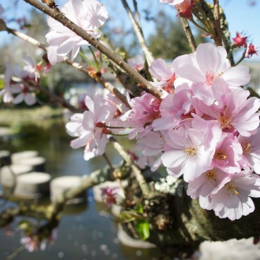 Fleurs de sakura japonais au début du printemps 2