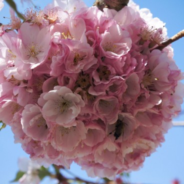 Fleurs de cerisiers en boule au début du printemps