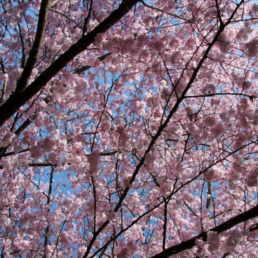 Cerisiers japonais en pleine floraison au début du printemps