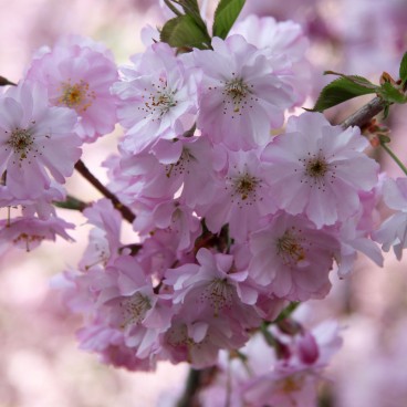 Fleurs de sakura japonais au début du printemps 4