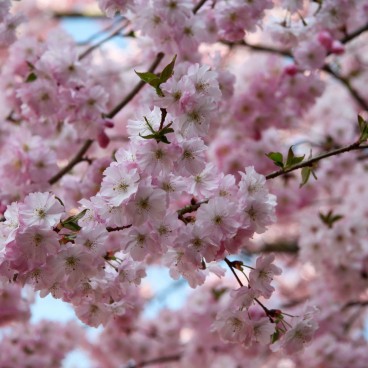 Fleurs de sakura japonais au début du printemps 5
