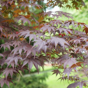 jardin-japonais-maulevrier-1