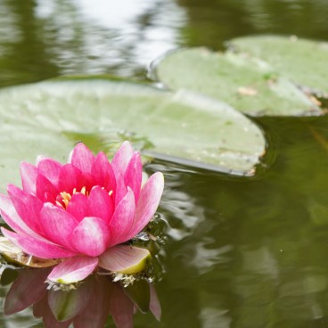 jardin-japonais-maulevrier-12