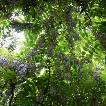 jardin-japonais-maulevrier-16