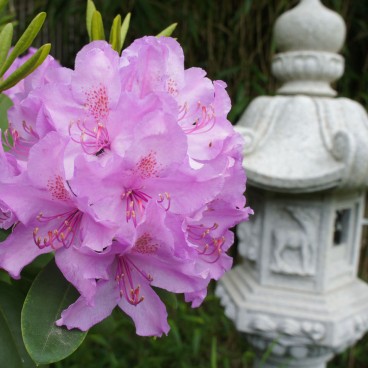 jardin-japonais-maulevrier-17