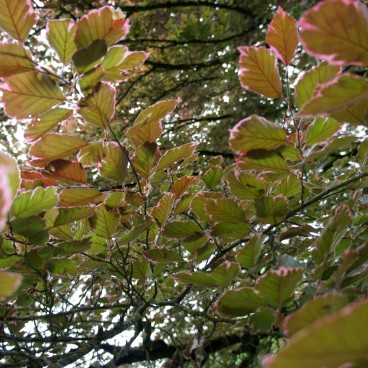 jardin-japonais-maulevrier-2