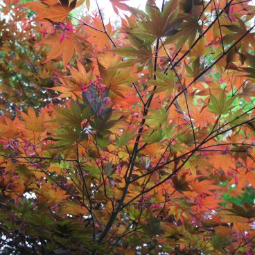 jardin-japonais-maulevrier-3