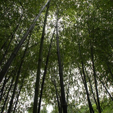 jardin-japonais-maulevrier-5