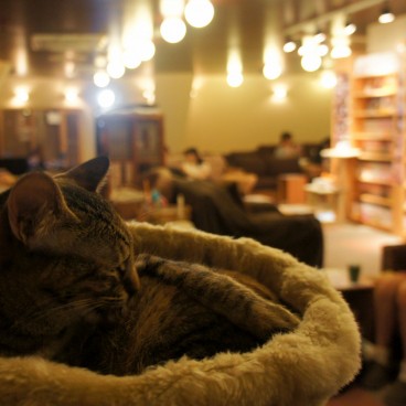 neko-cafe-chat-japonais