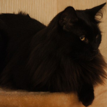 neko-cafe-chats-japon1