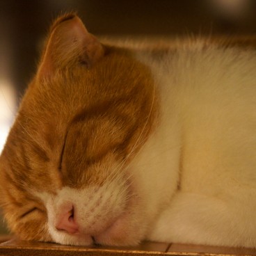 neko-cafe-chats-japonais