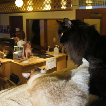 neko-cafe-japon-chat