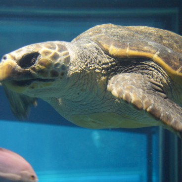 Aquarium Kaiyukan (Osaka), tortue marine