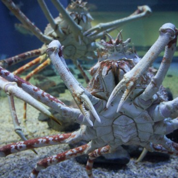 Aquarium Kaiyukan (Osaka), crabes
