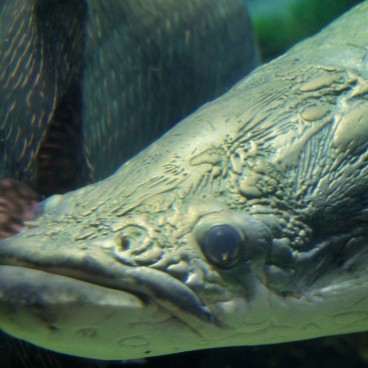 Aquarium Kaiyukan (Osaka), poisson