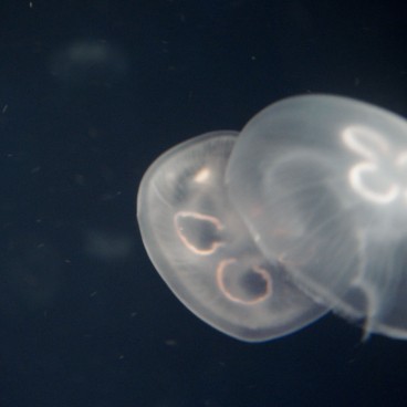 Aquarium Kaiyukan (Osaka), méduses