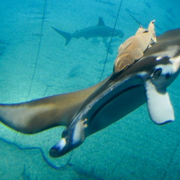 Aquarium Kaiyukan (Osaka), raie manta