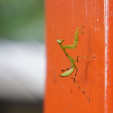 Mont Kurama, Mante religieuse