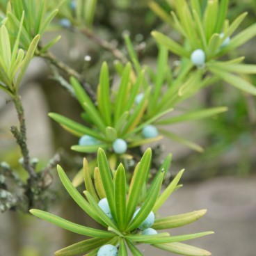 Takamatsu, pins japonais dans le parc Tamamo