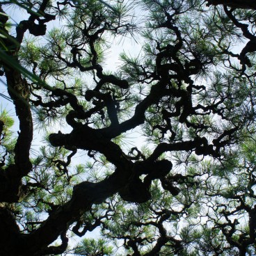 Ritsurin Koen (Takamatsu), Branches de pin