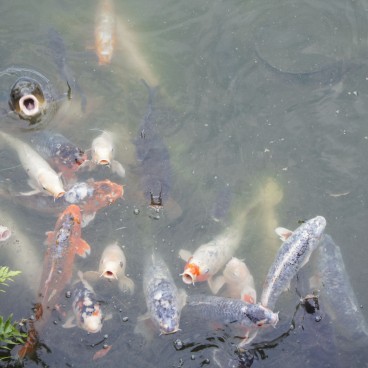 Ritsurin Koen (Takamatsu), Carpes koï