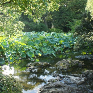 Ritsurin Koen (Takamatsu), Etang aux lotus