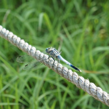 Ritsurin Koen (Takamatsu), Libellule