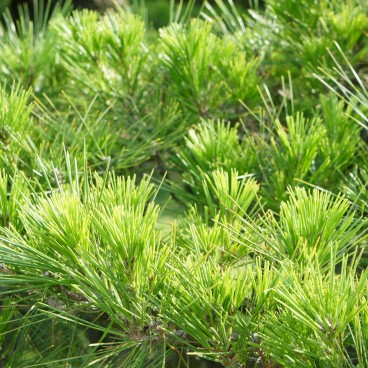 Ritsurin Koen (Takamatsu), Gros plan d'une branche de pin