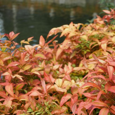Shitenno-ji (Osaka), Végétation